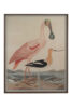 Warnicke Spoonbill Ornithological Print - Mecox Gardens