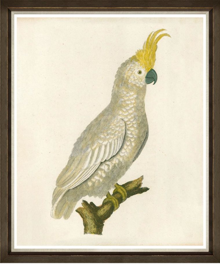 Yellow Plume Cockatoo Framed Print