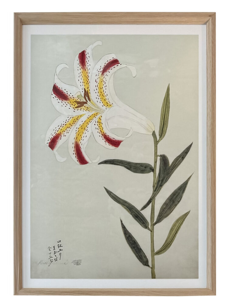 Coloured Lilies Reproduction Prints - Image 5