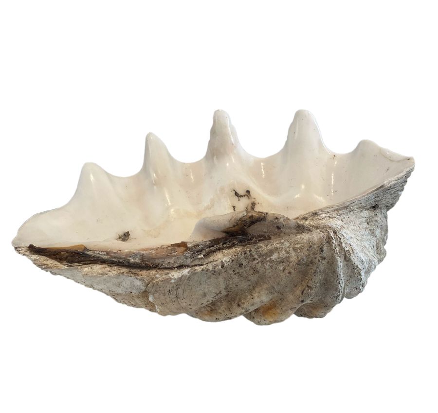 Extra Large Giant Clam Shell in Tobacco – teemorrisshells