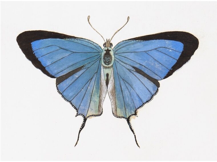 Swedish Blue and Black Butterfly