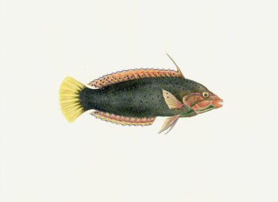 Polynesian Fish Print 3