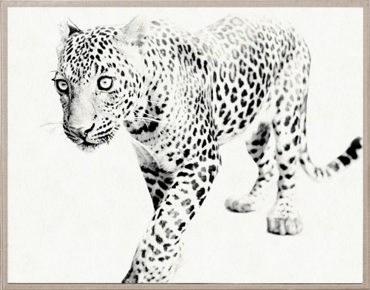 Black and White Leopard Photograph