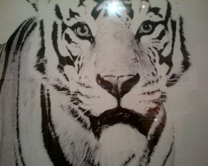 Black and White Tiger Photograph - Mecox Gardens